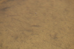 Cyprinodon macularius