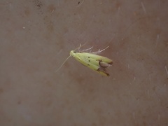 Gymnobathra flavidella