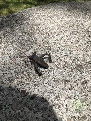 Acanthocephala alata