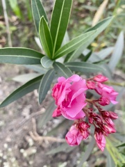 Nerium oleander