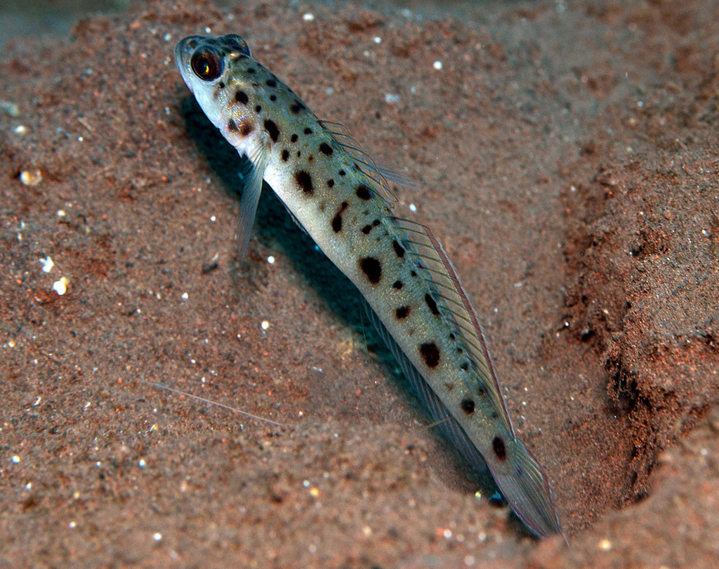 Ambanoro shrimpgoby (Vanderhorstia ambanoro) — Gobiidae