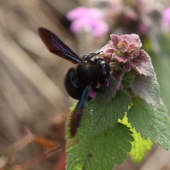 Xylocopa violacea