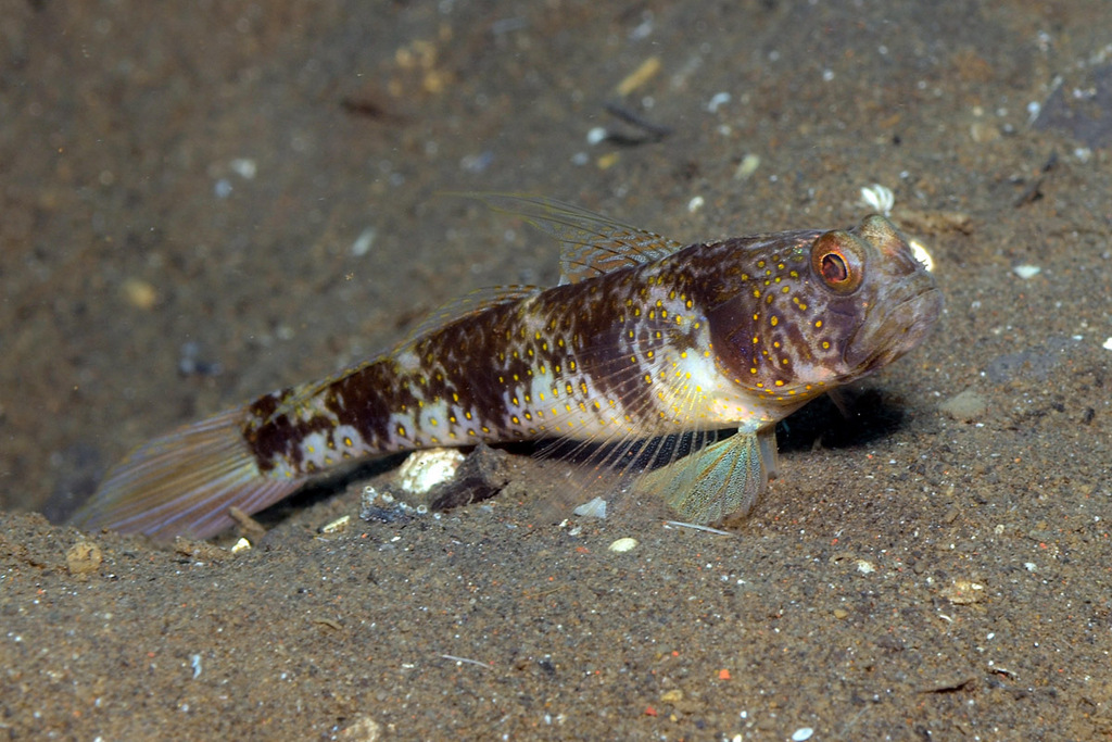 Butterfly Shrimpgoby