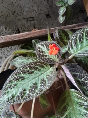 Episcia cupreata