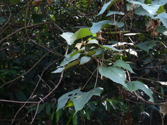 Mallotus tetracoccus