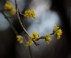 Cornus officinalis
