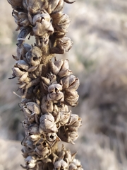 Verbascum