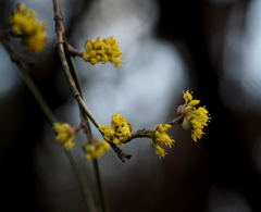 Cornus officinalis