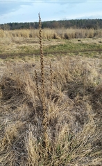 Verbascum