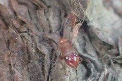 Ceratocapsus apicatus