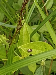 Alagoasa trifasciata