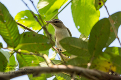 Vireo altiloquus
