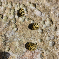 Nerita versicolor