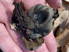Urnula