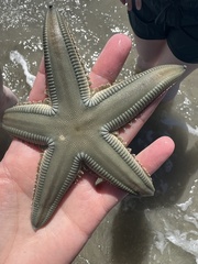 Astropecten articulatus