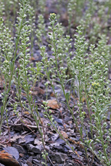 Alyssum alyssoides