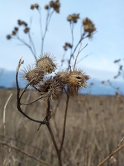 Arctium