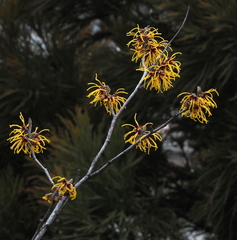 Hamamelis mollis