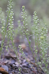 Alyssum alyssoides