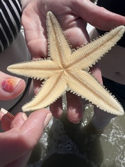 Astropecten articulatus