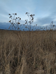 Arctium