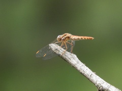 Sympetrum gilvum