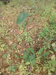 Smilax glauca