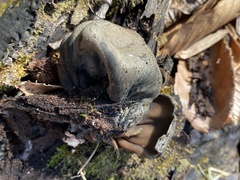 Urnula