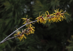 Hamamelis mollis