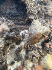 Lepthyphantes