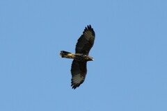 Parabuteo unicinctus