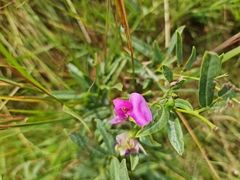 Sphenostylis angustifolia