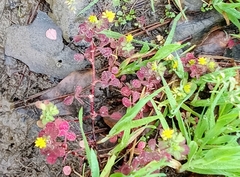 Pterostegia drymarioides