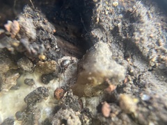 Lepthyphantes