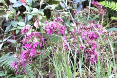 Arthrostemma ciliatum