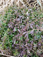 Galium aparine