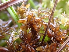 Sphagnum denticulatum