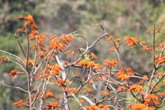 Erythrina poeppigiana