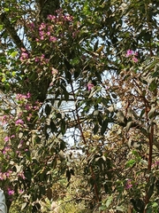 Fridericia