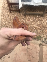 Gonimbrasia occidentalis