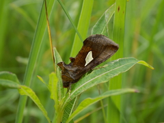 Autographa bractea