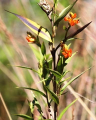 Elleanthus aurantiacus