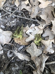 Proserpinaca pectinata