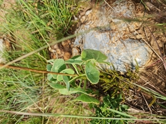 Senecio oxyriifolius