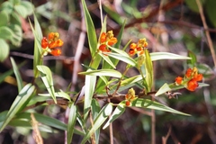 Elleanthus aurantiacus