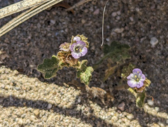 Phacelia crenulata minutiflora