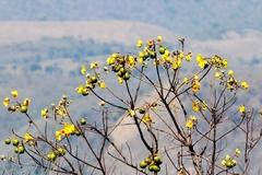 Cochlospermum vitifolium