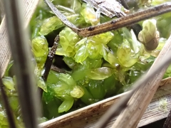 Sphagnum denticulatum