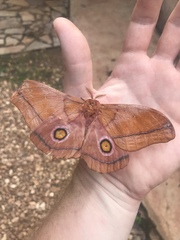 Gonimbrasia occidentalis