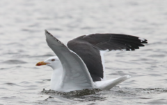 Larus fuscus